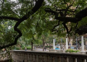 Arbolado urbano: detectan cuáles son las mejores especies para contrarrestar la contaminación