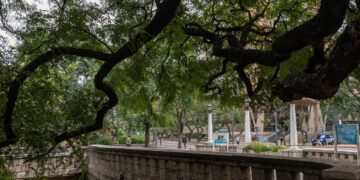 Arbolado urbano: detectan cuáles son las mejores especies para contrarrestar la contaminación
