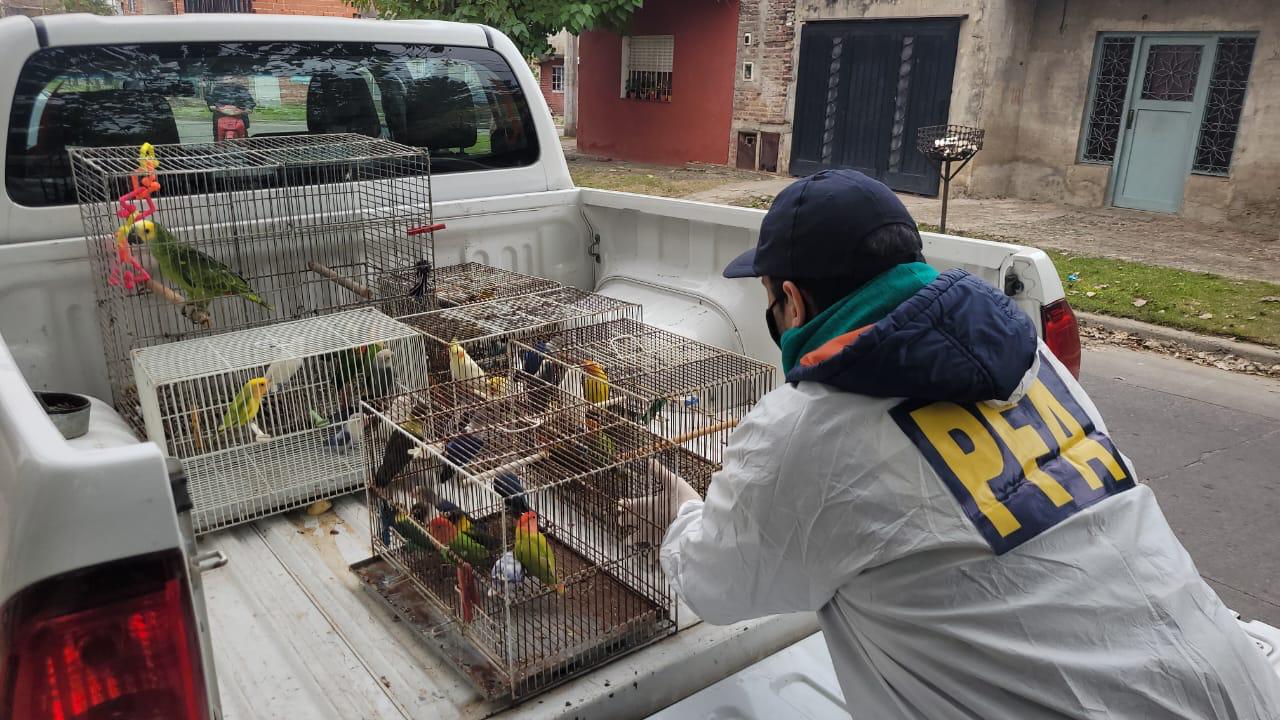 Desarticularon una organización criminal que comercializaba aves exóticas y autóctonas Desarticularon una organización criminal que comercializaba aves exóticas y autóctonas