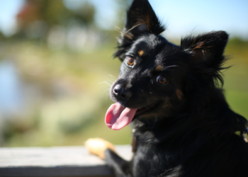 Día Mundial del Perro sin Raza: los beneficios de adoptar y recomendaciones básicas