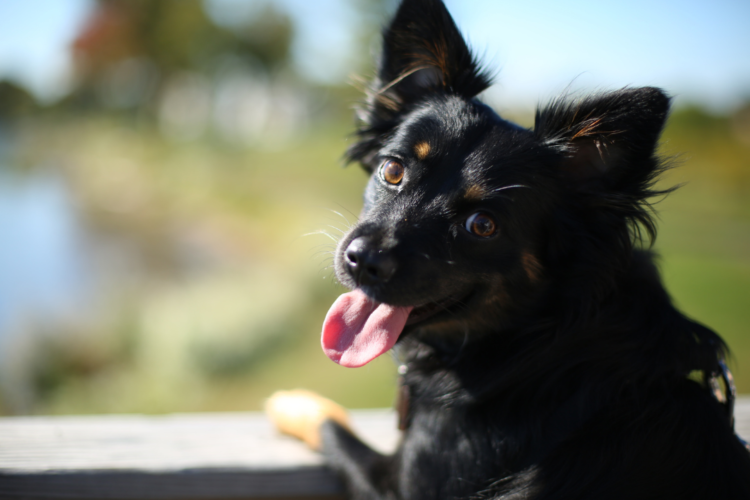 Día Mundial del Perro sin Raza: los beneficios de adoptar y recomendaciones básicas