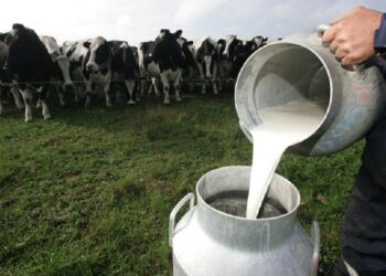 La producción de leche cayó un 14% interanual y es la más baja de los últimos cinco años