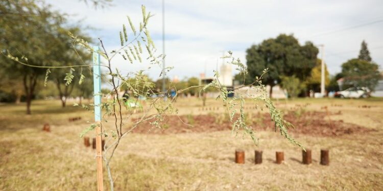 Crearon un nuevo bosque urbano con especies nativas para la zona suroeste de la ciudad