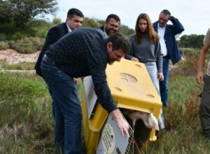 Dos flamencos australes y casi 50 aves fueron liberados en la región Ansenuza