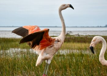 Dos flamencos australes y casi 50 aves fueron liberados en la región Ansenuza