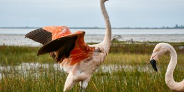 Dos flamencos australes y casi 50 aves fueron liberados en la región Ansenuza