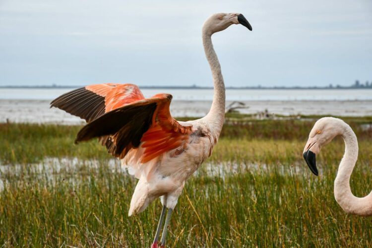 Dos flamencos australes y casi 50 aves fueron liberados en la región Ansenuza