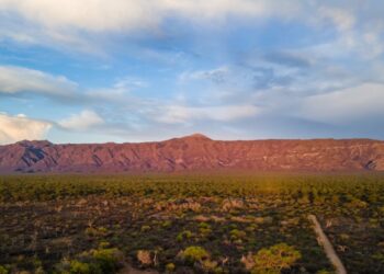 Picadas perimetrales y fajas cortafuego, las herramientas claves para prevenir incendios forestales