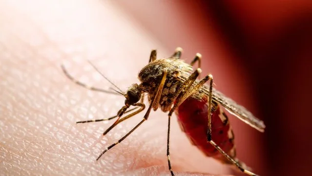 Se acumularon más de 420.000 casos de dengue en lo que va de 2024 en el país