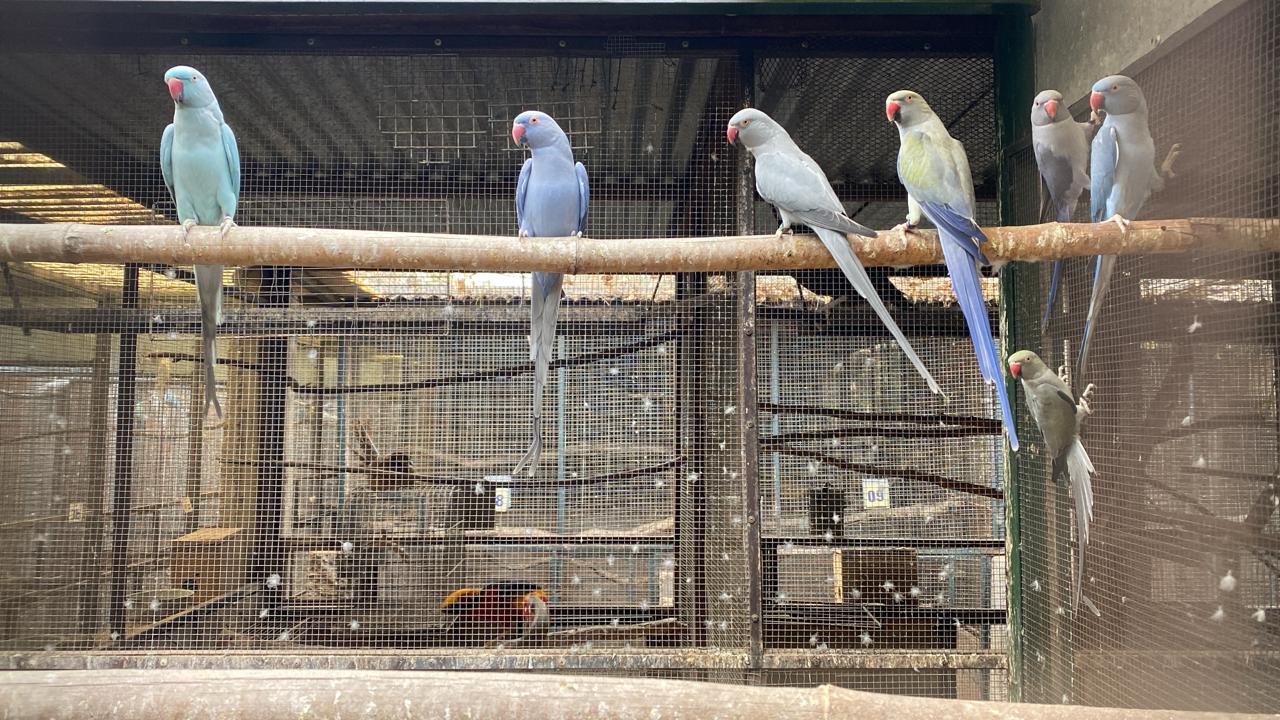 Desarticularon una organización criminal que comercializaba aves exóticas y autóctonas Desarticularon una organización criminal que comercializaba aves exóticas y autóctonas