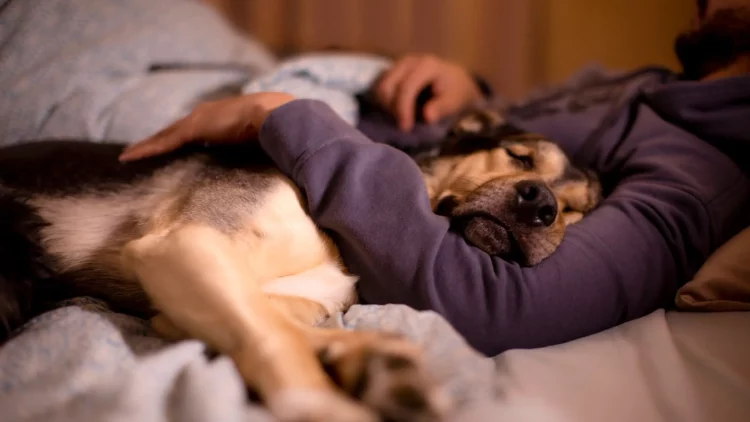 Estos son los riesgos de dormir en la cama con las mascotas