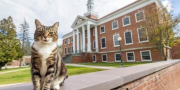 Una universidad le otorgó el título de “Doctor en Literatura” a un gato