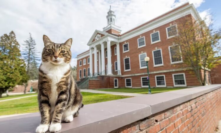 Una universidad le otorgó el título de “Doctor en Literatura” a un gato