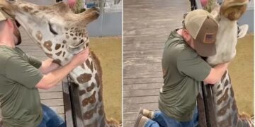 Un quiropráctico le hizo crujir su enorme cuello a una jirafa y se volvió viral