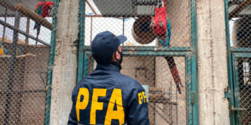 Desarticularon una organización criminal que comercializaba aves exóticas y autóctonas
