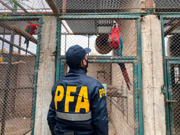 Desarticularon una organización criminal que comercializaba aves exóticas y autóctonas Desarticularon una organización criminal que comercializaba aves exóticas y autóctonas