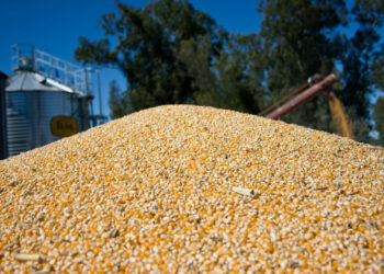 Argentina recibió una habilitación clave para comenzar la exportación de maíz a China