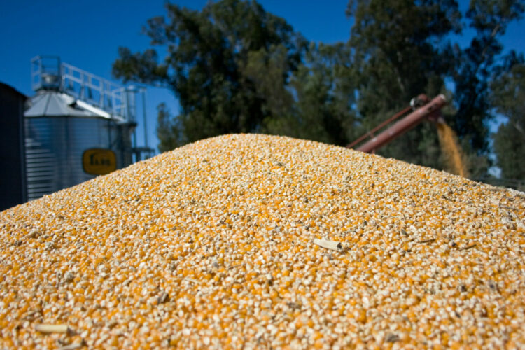 Argentina recibió una habilitación clave para comenzar la exportación de maíz a China