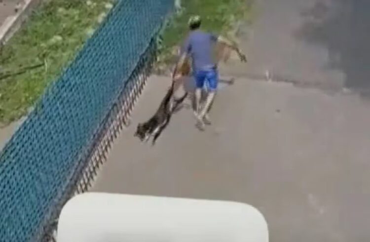 Se filtró un supuesto audio del falso veterinario justificando la golpiza al perro Se filtró un supuesto audio del falso veterinario justificando la golpiza al perro