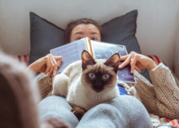 Por esta razón los gatos siguen a sus dueños