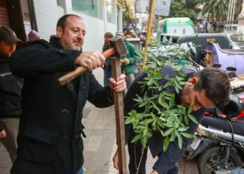Más de 300 arboles nativos son plantados en el área céntrica de la ciudad