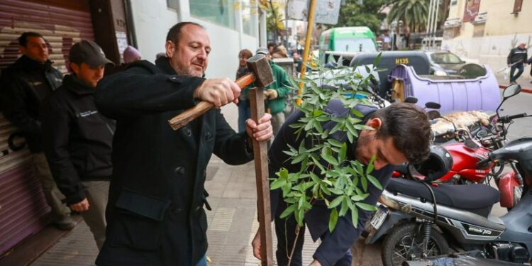 Más de 300 arboles nativos son plantados en el área céntrica de la ciudad