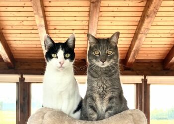 Cómo saber cuántos años tiene un gato y calcular su «edad humana»