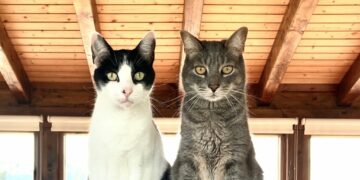 Cómo saber cuántos años tiene un gato y calcular su «edad humana»