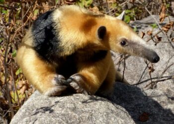 Cuatro especies autóctonas de Córdoba están en peligro crítico de extinción