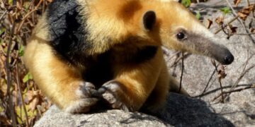 Cuatro especies autóctonas de Córdoba están en peligro crítico de extinción