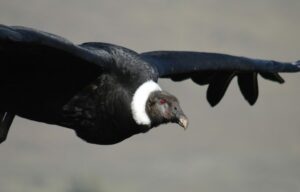 Cuatro especies autóctonas de Córdoba están en peligro crítico de extinción
