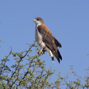 Cuatro especies autóctonas de Córdoba están en peligro crítico de extinción