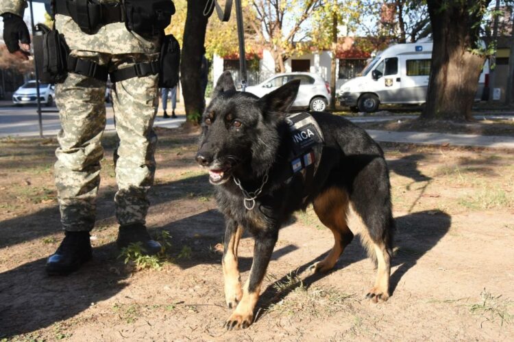 Tras 8 años de trabajo con las fuerzas penitenciarias, se jubiló Inca, la agente canina