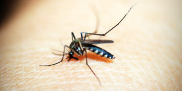 Un método nuclear ayudaría a prevenir los casos de dengue