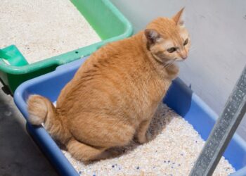 Cómo elegir el tipo de arena adecuada para las necesidades de los gatos