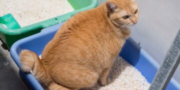 Cómo elegir el tipo de arena adecuada para las necesidades de los gatos