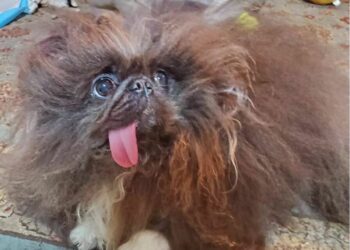 La conmovedora historia de Wild Thang, el perro coronado como el más feo del mundo