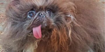 La conmovedora historia de Wild Thang, el perro coronado como el más feo del mundo