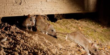 El Ministerio de Salud inició acciones de prevención y control de leptospirosis