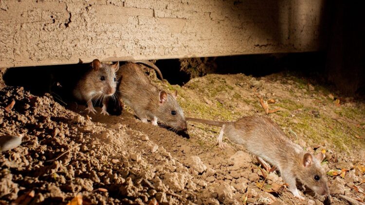 El Ministerio de Salud inició acciones de prevención y control de leptospirosis