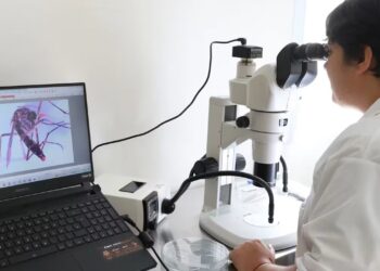 Un método nuclear ayudaría a prevenir los casos de dengue