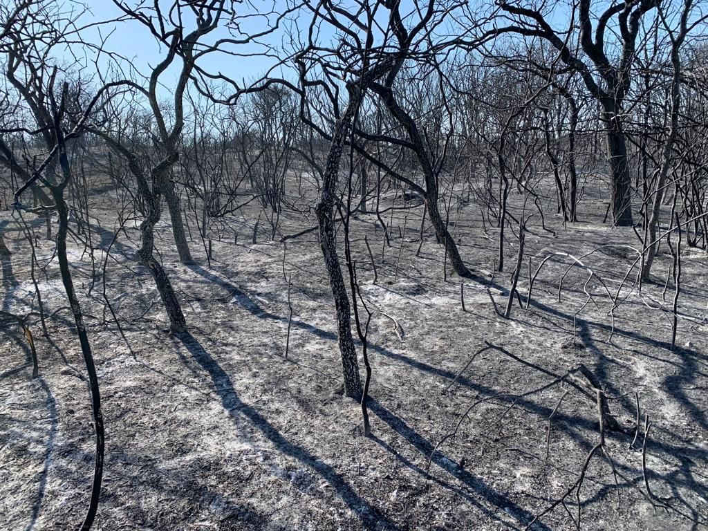 Los bomberos combatían el fuego en siete puntos de la provincia