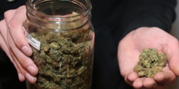 El TSJ determinó que no es delito circular con más marihuana de la permitida