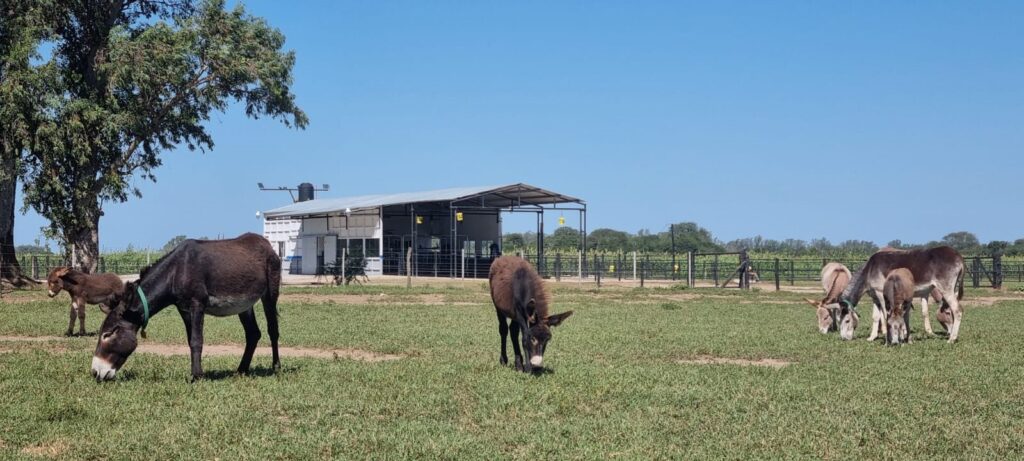 Leche de burra: una producción nutricional alternativa es pionera en Córdoba