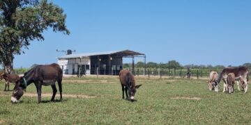Leche de burra: una producción nutricional alternativa es pionera en Córdoba