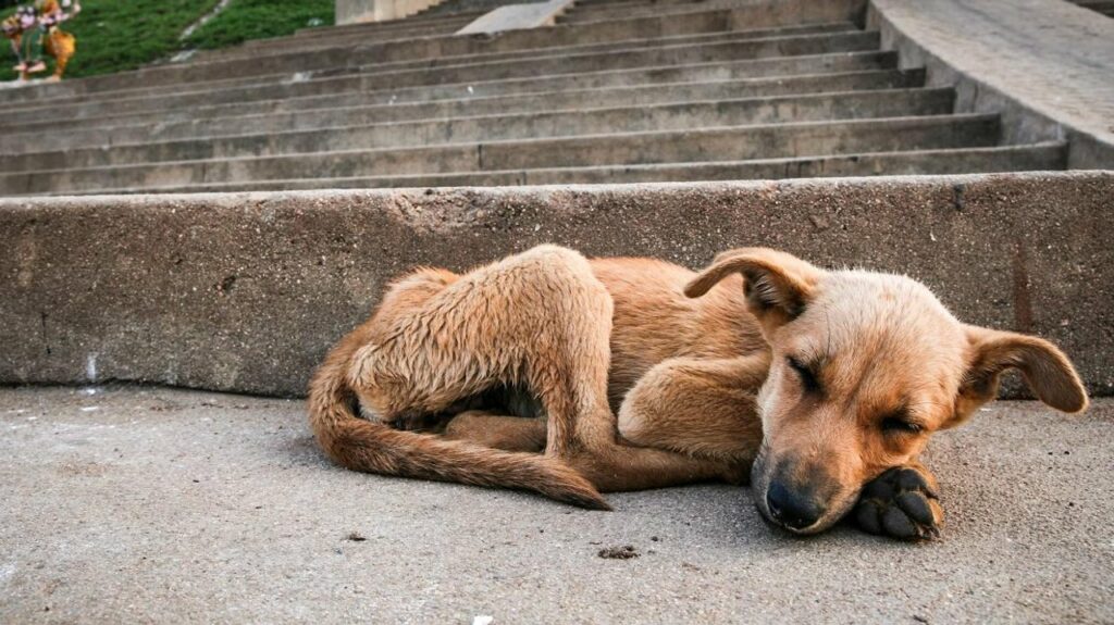 Multas contra el maltrato animal