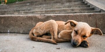 Multas contra el maltrato animal