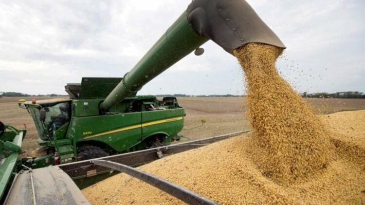 El precio de la soja sigue cayendo y enciende alarmas entre productores y el Gobierno