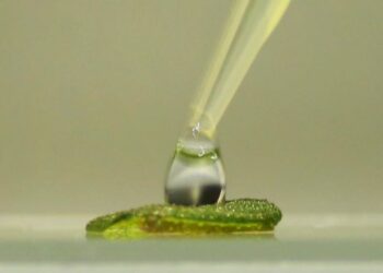 Investigadores de la UNC proponen usar membranas vegetales para reemplazar tejido humano dañado