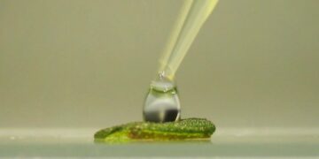 Investigadores de la UNC proponen usar membranas vegetales para reemplazar tejido humano dañado
